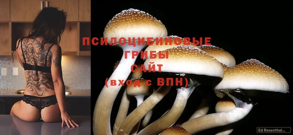 прущие грибы Новозыбков
